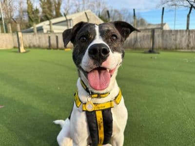 Glinda — Terrier (Staffordshire Bull) Cross