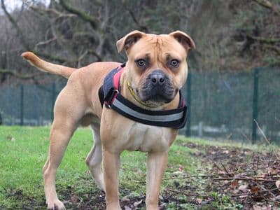 Milo — Terrier (Staffordshire Bull) Cross