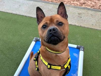 Nutmeg — Mixed Breed