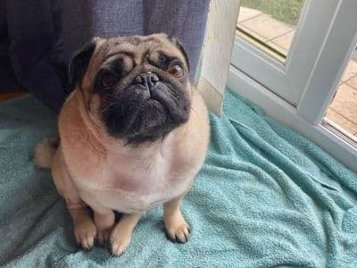 Norman — Pug