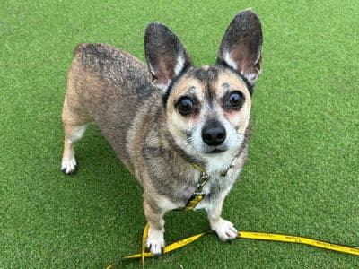 Bruno — Chihuahua (Smooth Coat) Cross