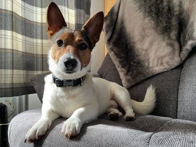 Stanley — Terrier (Jack Russell)