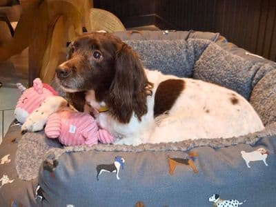 Missy — Spaniel (English Springer)