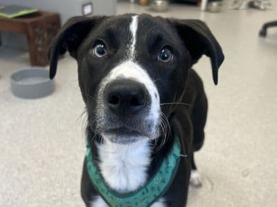 River — Terrier (Staffordshire Bull) Cross