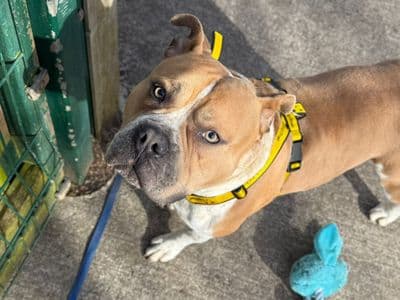 Dexter — Terrier (Staffordshire Bull) Cross