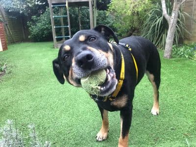 Mr Tubbs — Terrier (Staffordshire Bull) Cross