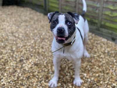 Ziggy — Boxer Cross