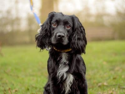 Cooper — Spaniel (Cocker)