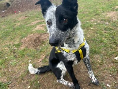 Shelly — Collie (Border)