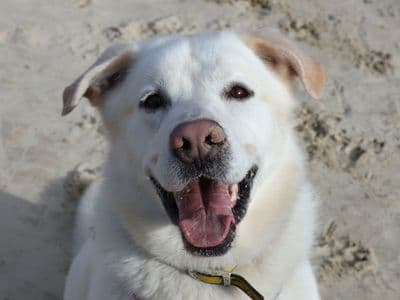Kingsley — Retriever (Labrador) Cross