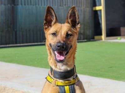 Ginger — Belgian Shepherd Dog (Malinois) Cross