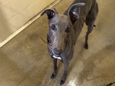 Ted — Greyhound