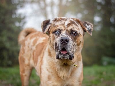 Tiger — Chow Chow Cross