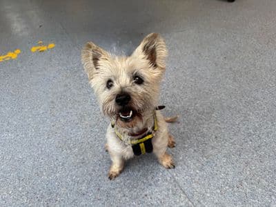 Honey — Terrier (Cairn)