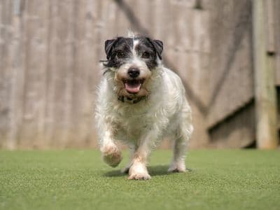 Poppy — Terrier (Parson Russell)