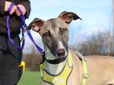 Darren — Whippet Cross
