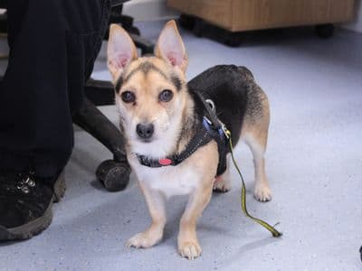 Cash — Terrier (Jack Russell) Cross