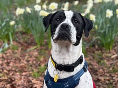 Zuko — Bulldog Cross