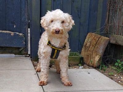 Sophia — Poodle (Miniature) Cross