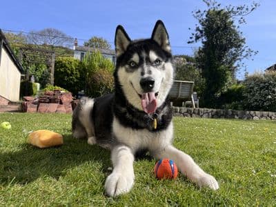 Rocky Husky — Siberian Husky