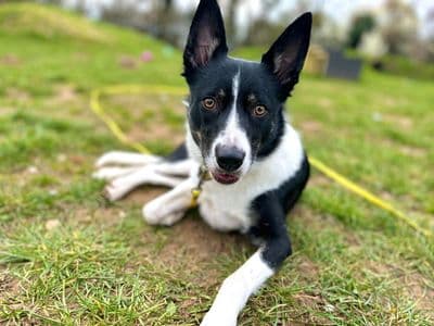 Gemma — Collie (Border)