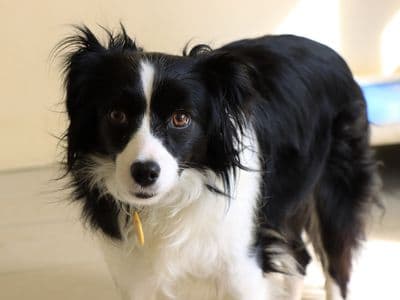 Violet — Collie (Border) Cross