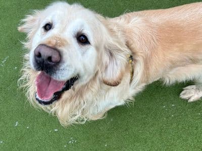 Bailey — Retriever (Golden)