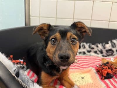 Valentine — Terrier (Jack Russell) Cross