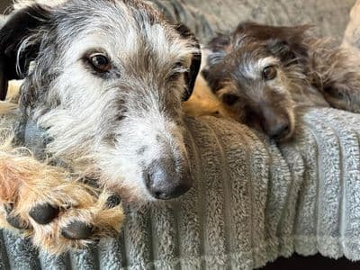 Hen — Whippet Cross