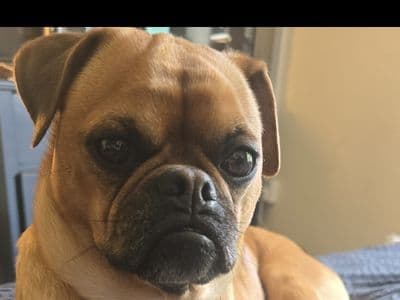 Mops — Terrier (Jack Russell) Cross