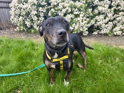 Huxley — Terrier (Staffordshire Bull) Cross