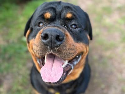 Tyson — Rottweiler