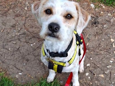 Loki — Mixed Breed