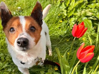 Champ — Chihuahua (Smooth Coat) Cross