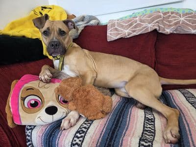 Paisley — Boxer Cross