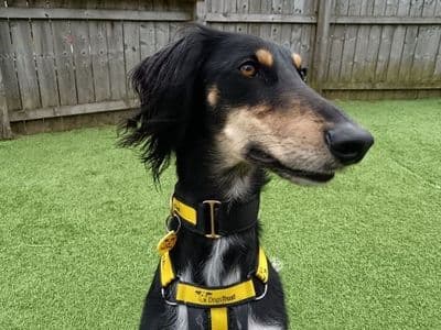 Louie Longlegs — Saluki