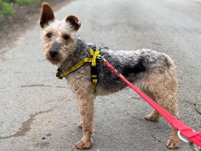 Billie T — Terrier (Fox Wire)