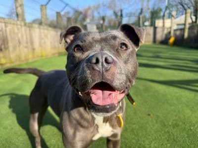 Disco — Terrier (Staffordshire Bull)