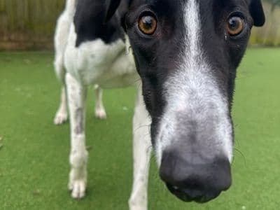 Augustus — Greyhound