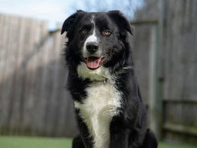 JJ — Collie (Border)
