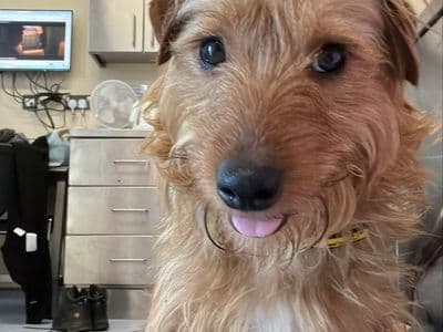 Pombon — Terrier (Yorkshire) Cross