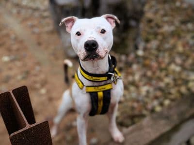 Bruno — Terrier (Staffordshire Bull)