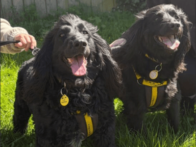 Guinness — Spaniel (Cocker) Cross