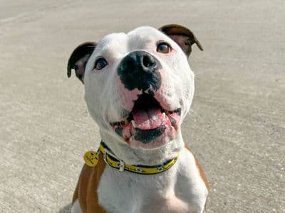 Leon — Terrier (Staffordshire Bull)
