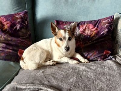 Ben — Pomeranian Cross