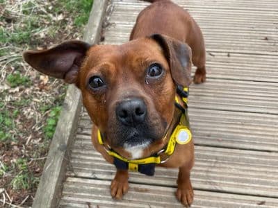 Fran — Terrier (Staffordshire Bull) Cross