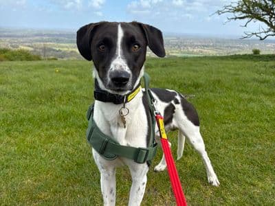 Pickles — Mixed Breed