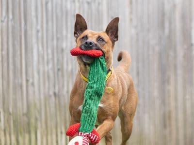 Lana — Belgian Shepherd Dog (Malinois) Cross