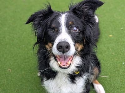 Harry — Collie (Border)