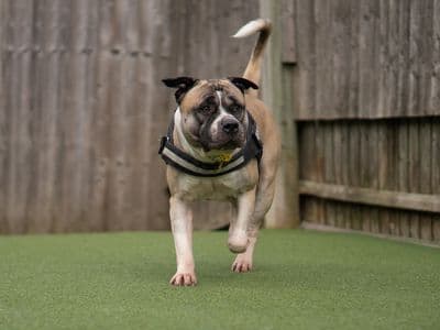 Zephyr — Akita Cross